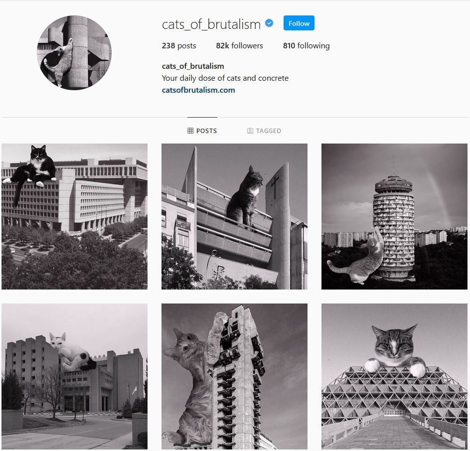 Cats of Brutalism: Instagram Account