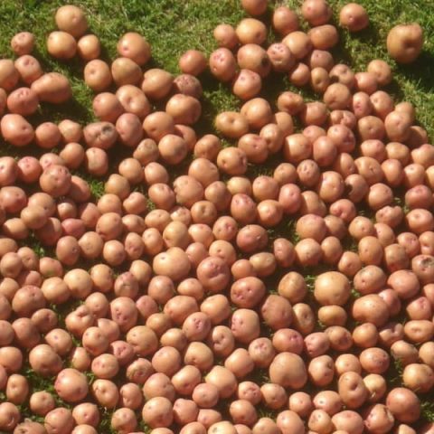 potato Harvest of the Sikkim Red variety