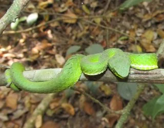  The large-scaled green pit viper, Trimeresurus macrolepis 