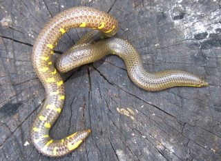 The Palani shieldtail snake, Uropeltis pulneyensis 