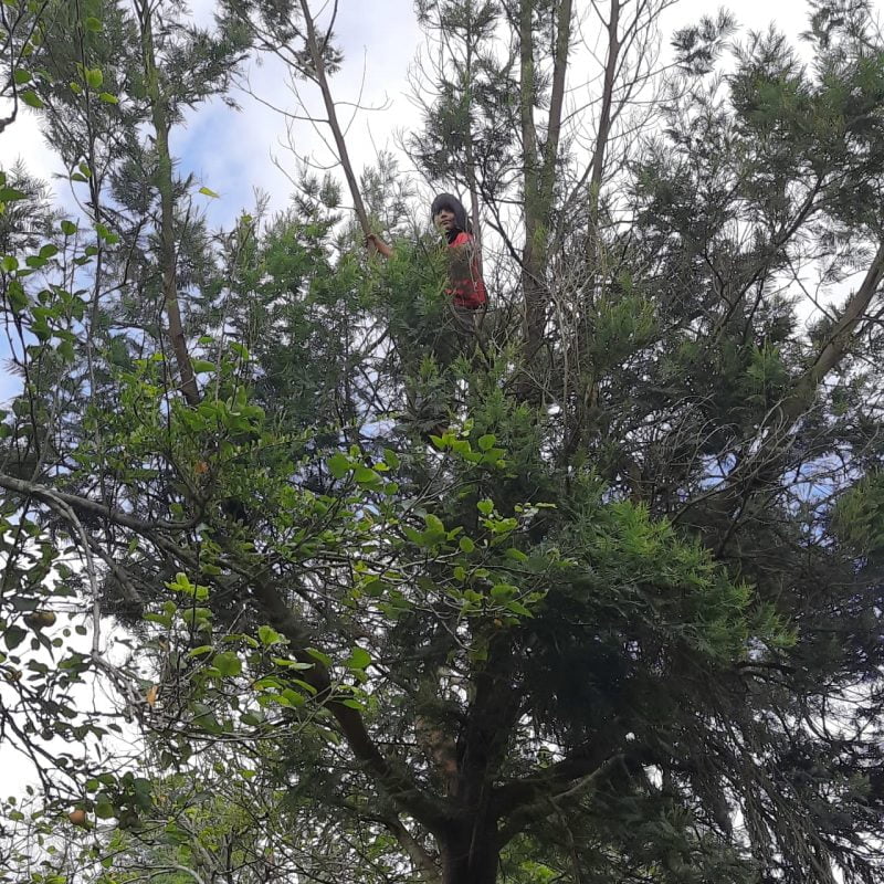 Kid up a tree