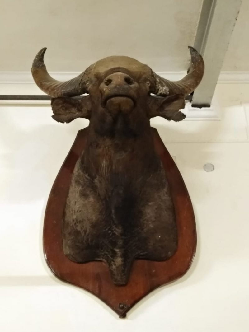 A stuffed bison head