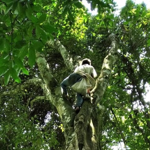 Palaiyar man in the treetops collects Kalpassi