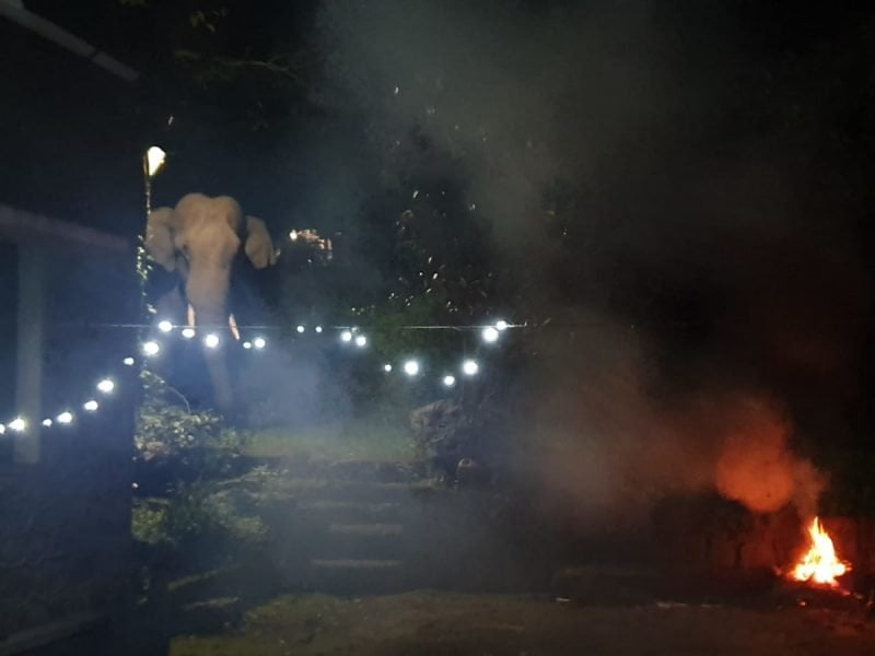Elephant visit at night