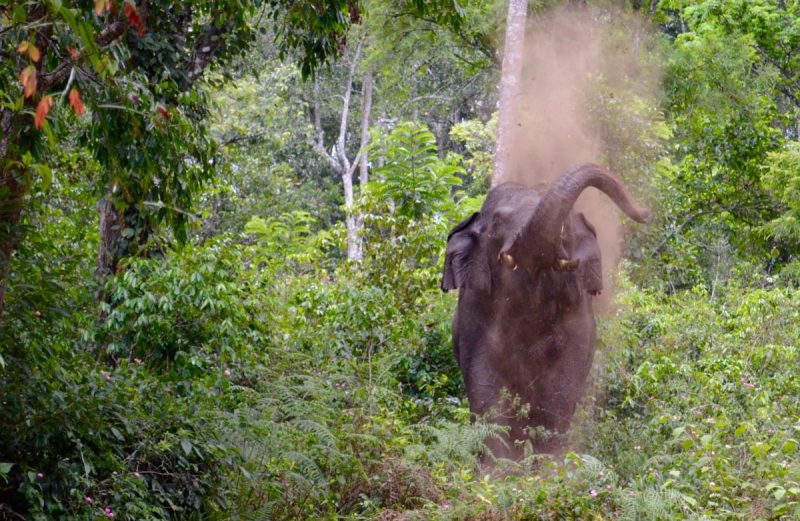 Elephant dust bath in Yanaikaduh