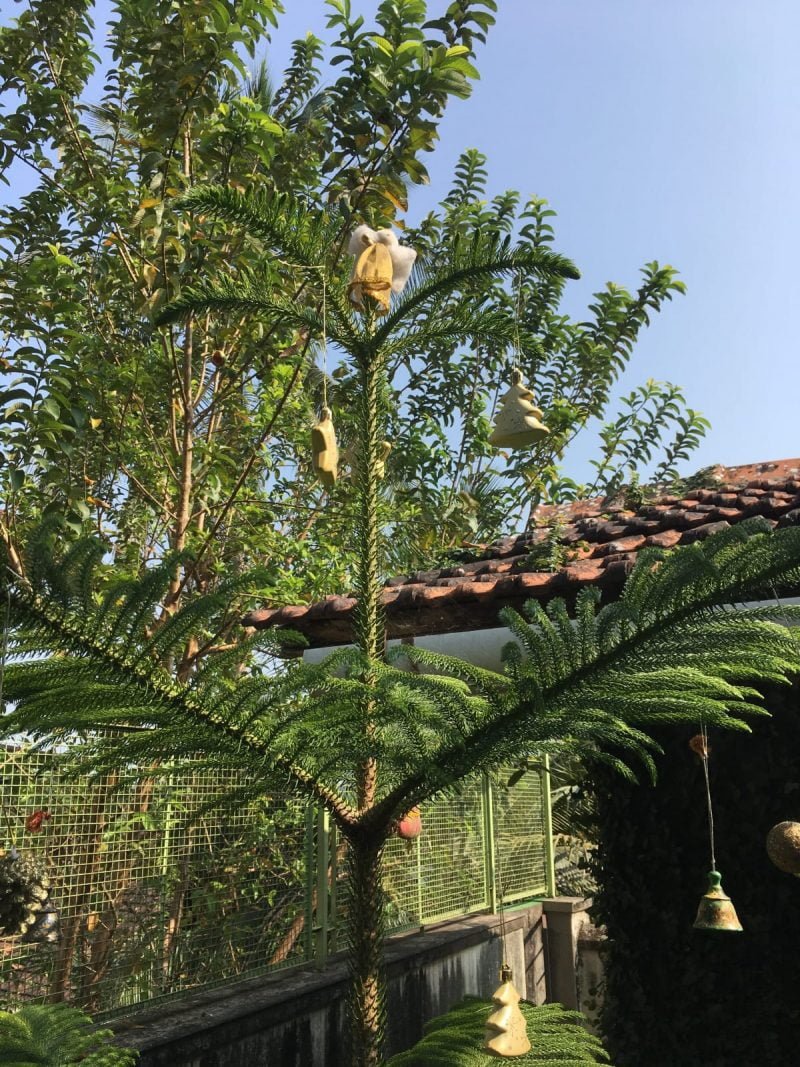 Pine tree in Goa