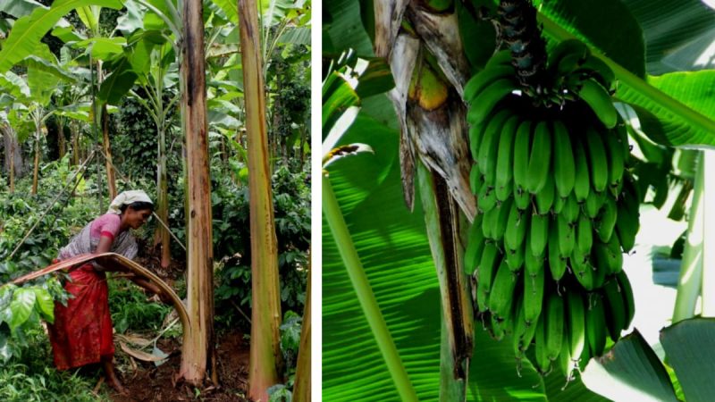 Virupakshi hill banana harvesting