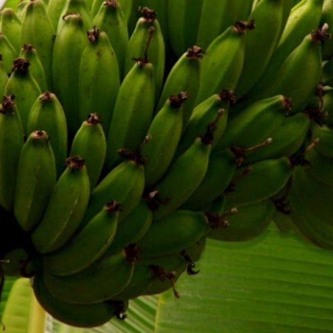 Virupakshi hill banana is a GI-tagged food from Palani Hills