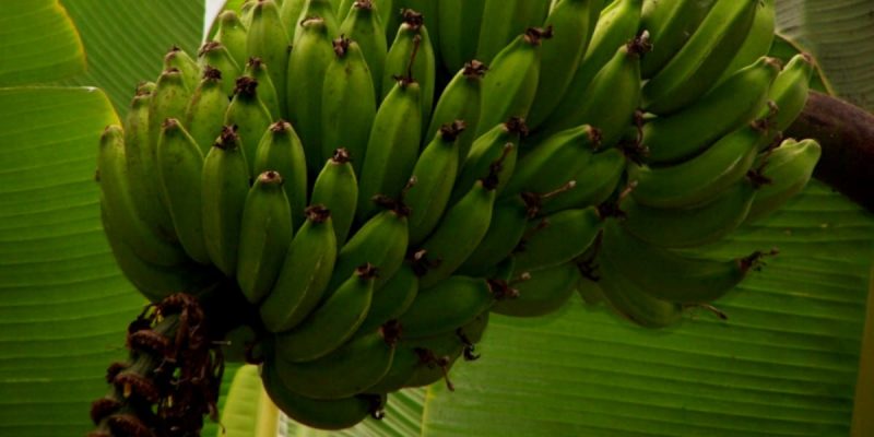 Virupakshi hill banana is a GI-tagged food from Palani Hills