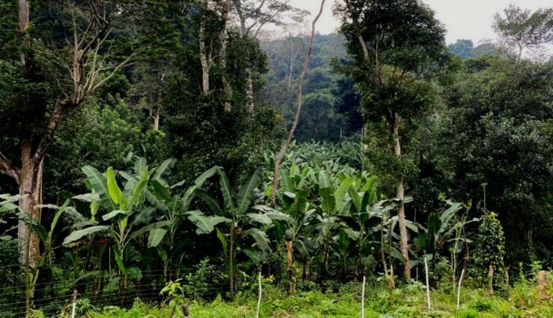 Hill banana plants, growing amidst coffee and other trees