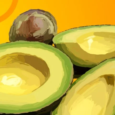 Avocado illustration