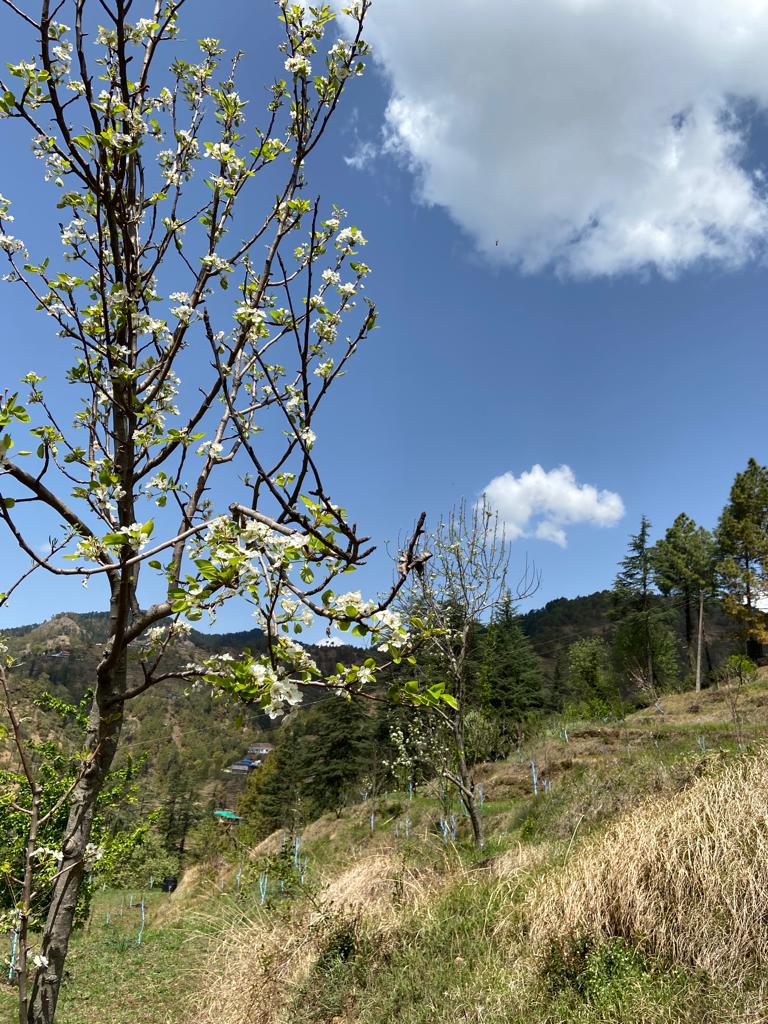 Shaya orchard in bloom