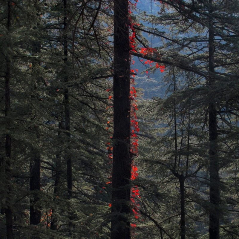 A touch of red in the forest