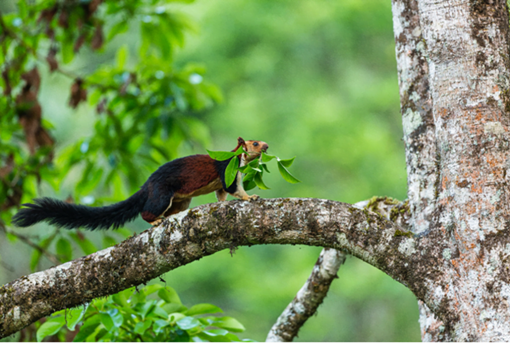 The Malabar giant squirrel, native to India, inhabits the upper canopies of forests throughout the Western and Eastern Ghats. These squirrels can grow up to 45cm, with their tails accounting for half of that length. Photo: Shashank MB