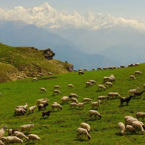 The Kumaon Himalayas are a scenic range of mountains located in the west-central part of the Himalayas, largely within the state of Uttarakhand. Seen here: the high alpine pastures or bugyal of Khaliya, above Munsiyari. (Photo: Vaibhav Kaul)